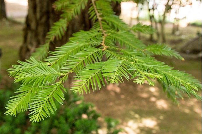 Coast redwood (Sequoia sempervirens)