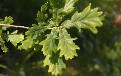 Assessing susceptibility to acute oak decline