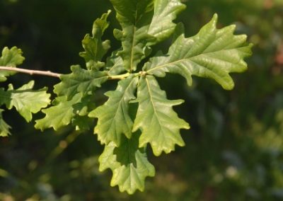 Completion and analysis of Defra oak genome-wide association study panel