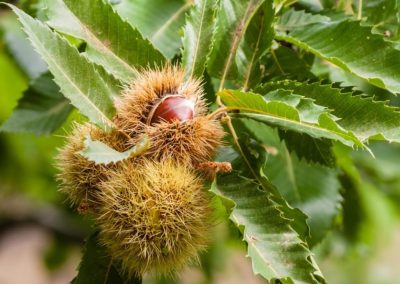 Developing biological control mechanisms for sweet chestnut blight