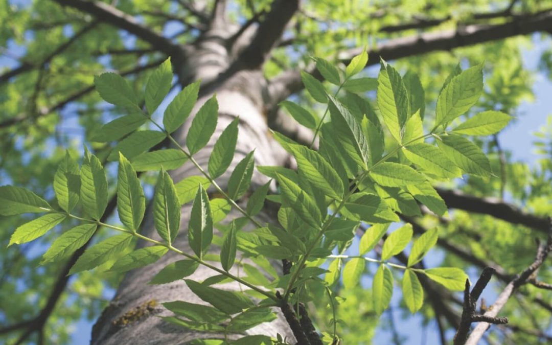 Transforming ash genomics: Creating a pangenome to understand ash dieback resistance