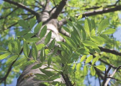 Transforming ash genomics: Creating a pangenome to understand ash dieback resistance