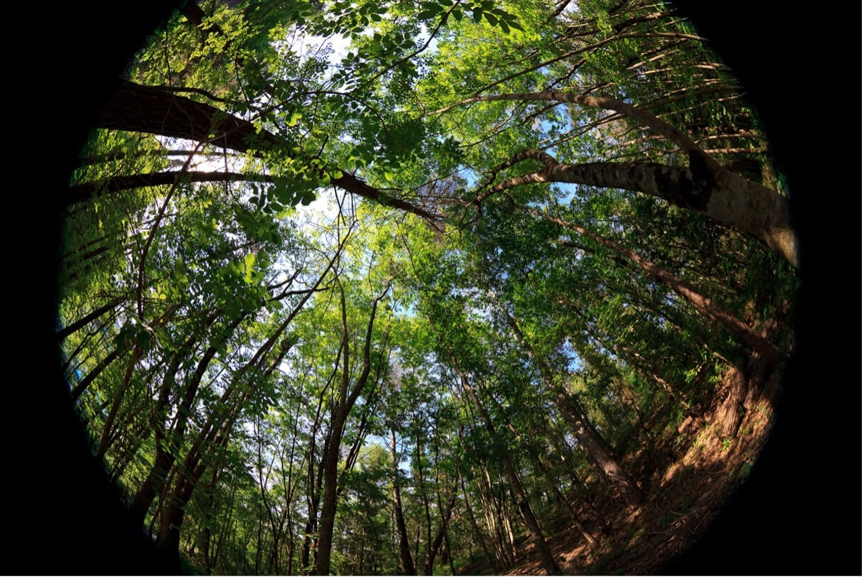 A fisheye lens view of a dense forest with tall trees and green foliage. The perspective curves the edges of the image, creating a circular frame with black borders. Sunlight filters through the leaves, casting patches of light and shadow on the forest floor. The sky is partially visible through the canopy, showing hints of blue.