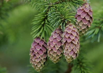 Using phylogenetic relationships to predict susceptibility of tree species to pests and pathogens