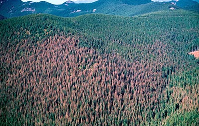 Aerial-view-of-defoliation