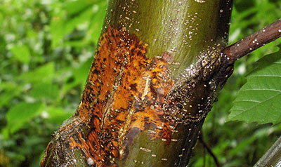 Sweet chestnut blight