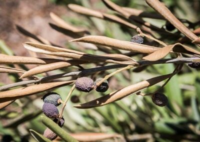 Assessing the potential impact of Xylella bacteria on UK trees