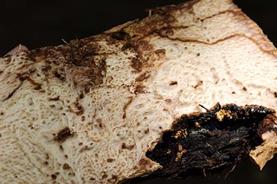 acute-oak-decline-(1)
