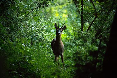 Deer in a forest