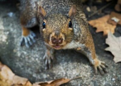 Understanding the drivers of grey squirrel damage in UK Woodlands