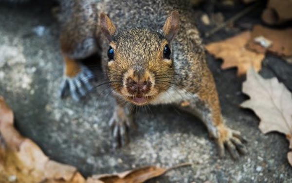 Grey squirrel