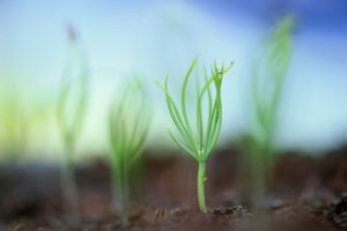 image of the new growth seedlings