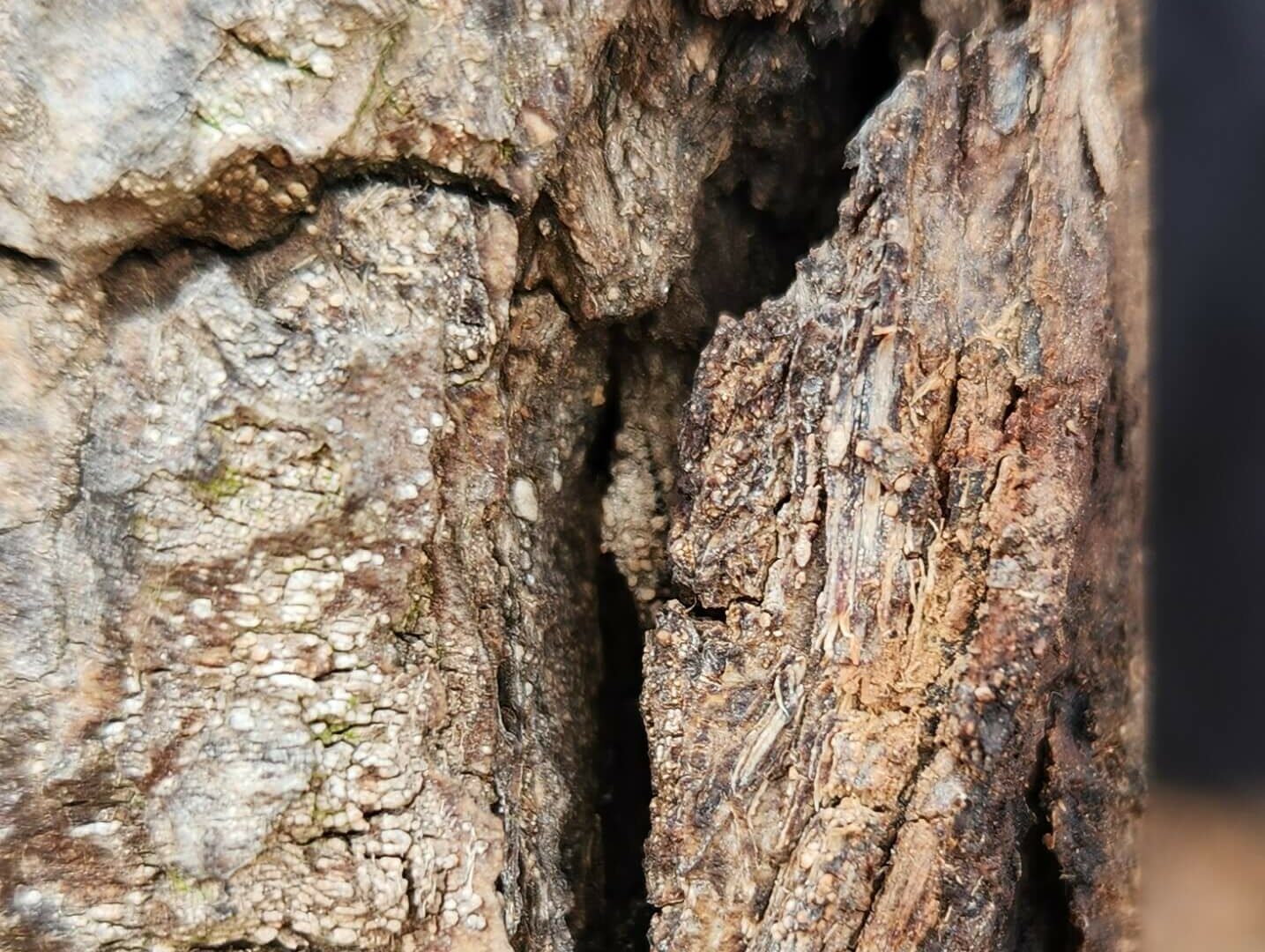 Image of a dark crack in the bark of an oak tree, which is a symptom of acute oak decline.