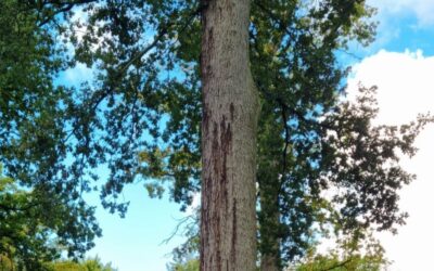 Using spatial modelling to understand environmental predisposition to tree diseases