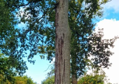 Using spatial modelling to understand environmental predisposition to tree diseases