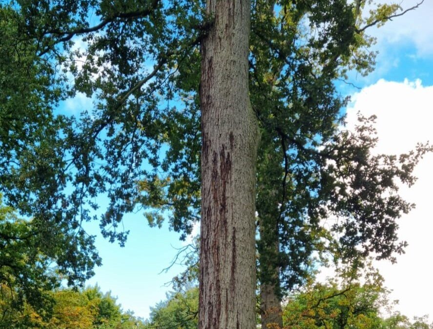 Using spatial modelling to understand environmental predisposition to tree diseases