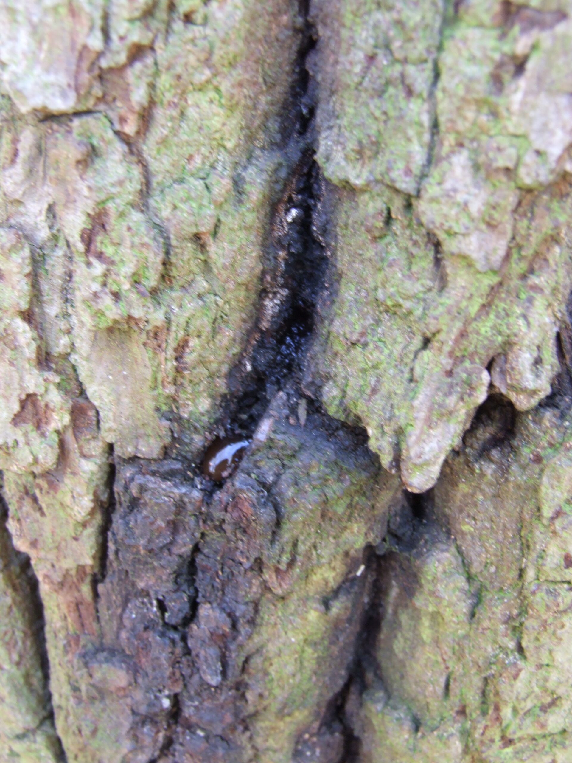 AOD_lesion Image of a dark crack in the bark of an oak tree, which is a symptom of acute oak decline.