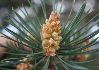 Infusing Dothistroma needle blight resilience into the Scots pine breeding population