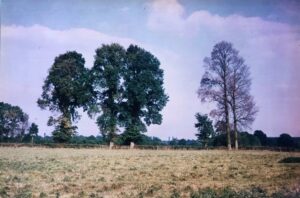 A row of elms on the edge of a field showing thinning of the crown