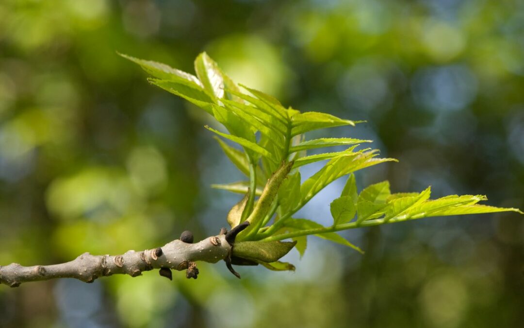 Improved ash reference genome