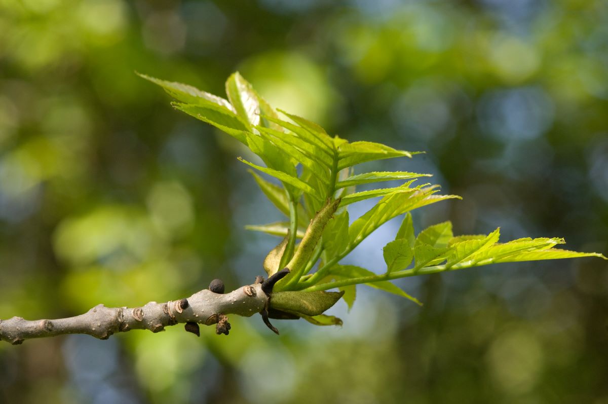 ash twig with green leaves