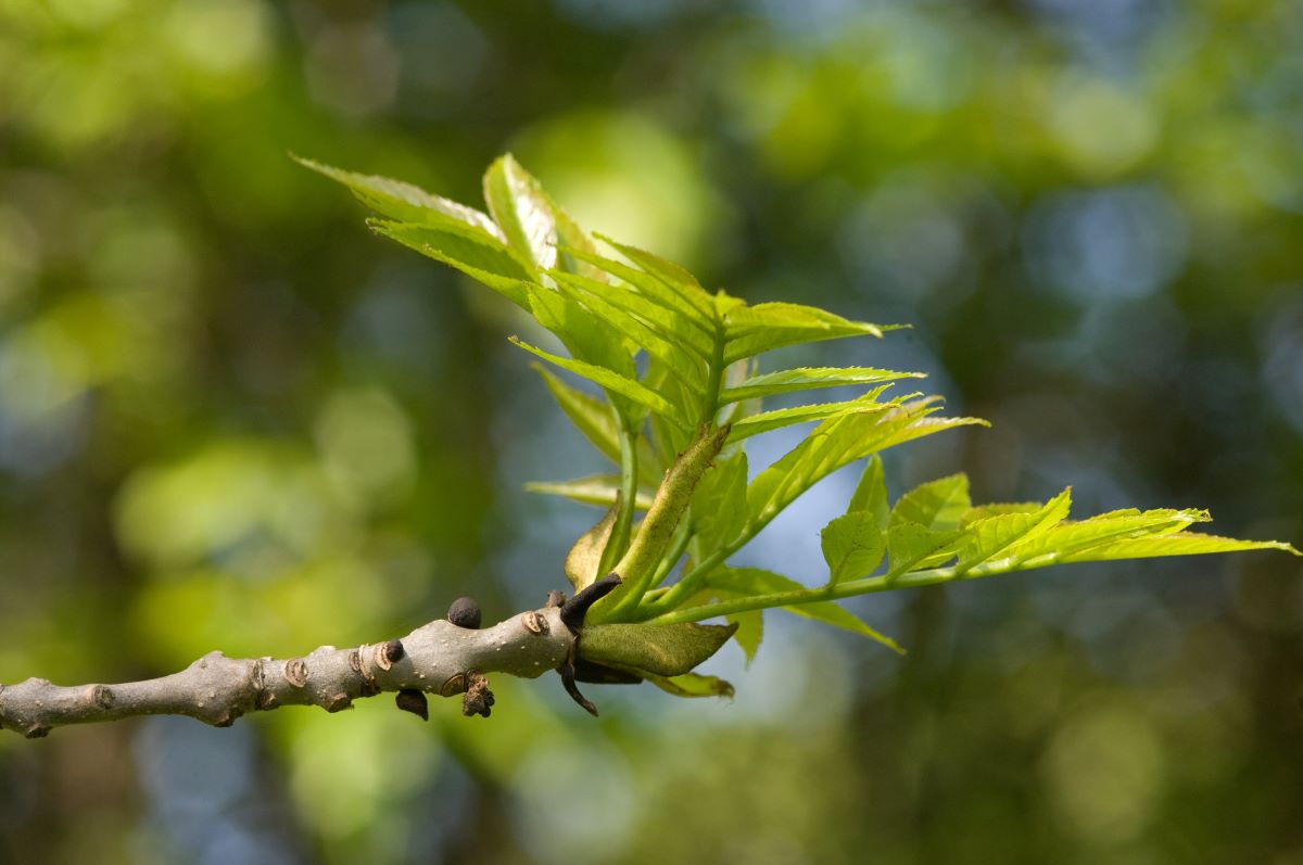 An ash twig with new leaf growth