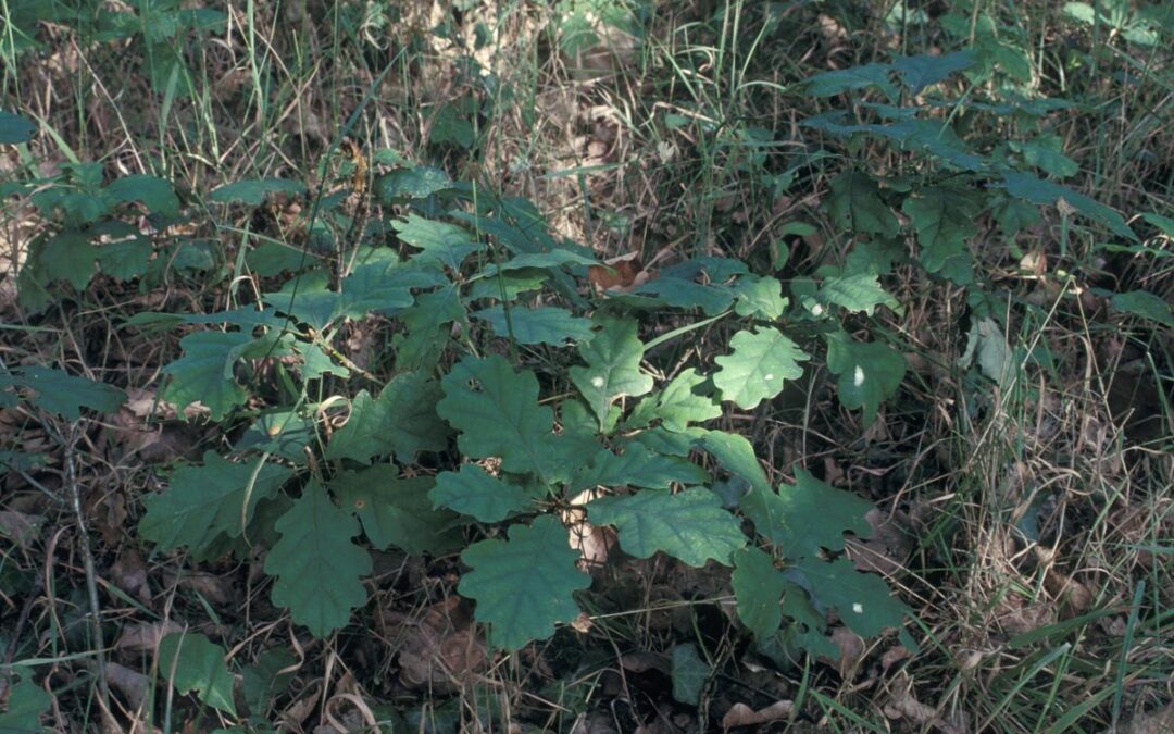 Job Vacancy – Forest Ecologist