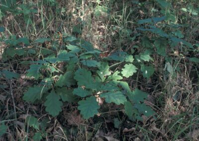 Evaluating genetic and environmental bottlenecks in planted and naturally colonised woodlands