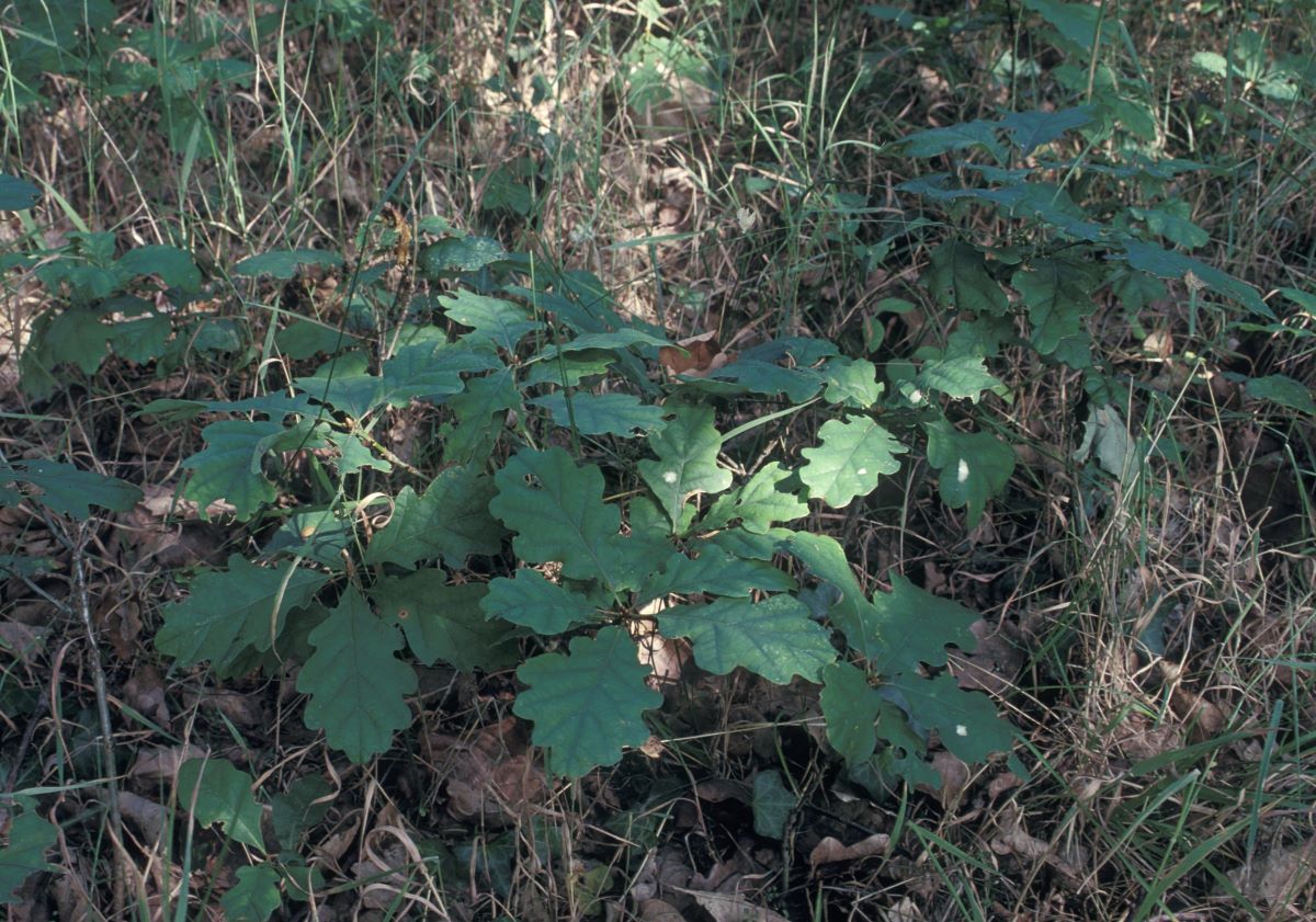 Oak seedlings growing on woodland floor with dappled sunlight on the leaves