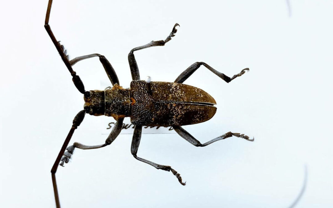 Reassessing the threat posed by pinewood nematode to UK Forestry