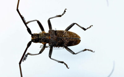 Reassessing the threat posed by pine wood nematode to UK Forestry