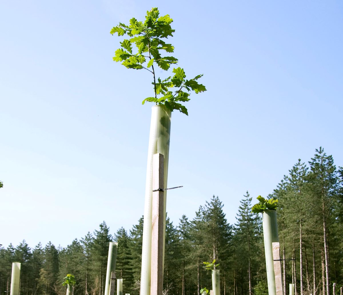 Oak seedling in a new plantation, protected by a tree guard