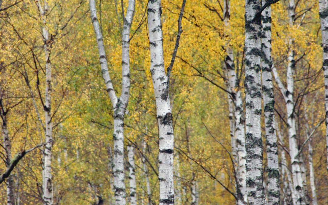 Understanding the genetic basis of silver birch adaptation to local environments and disease