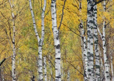 Understanding the genetic basis of silver birch adaptation to local environments and disease
