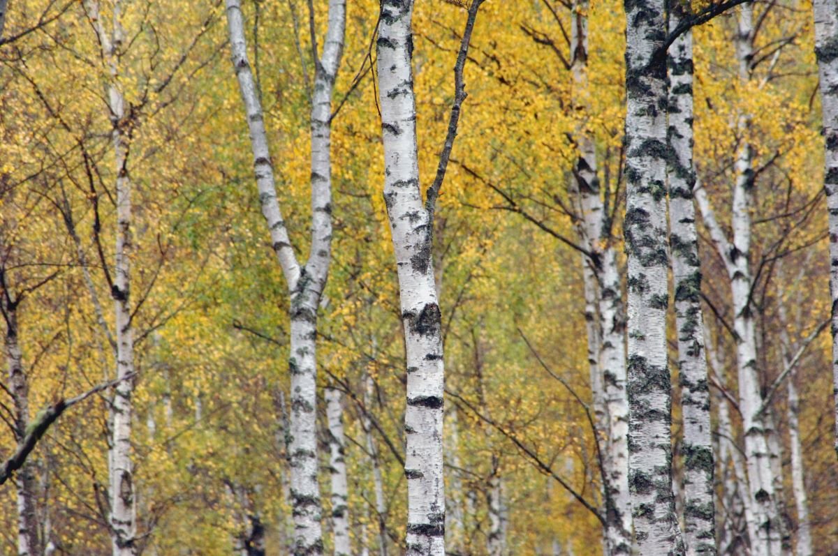 Pale trunks of silver birch with a yellow foliage background in a woodland
