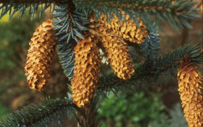 Identifying proxy measurements for drought tolerance in Sitka spruce