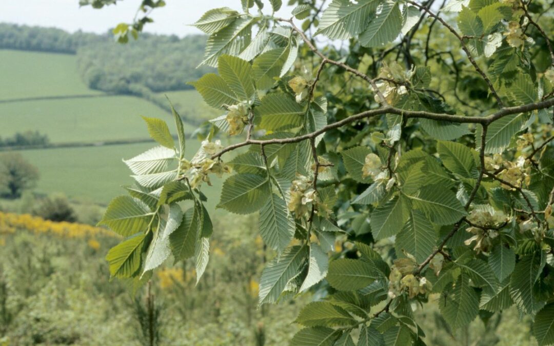 Mapping the distribution and diversity of UK elm