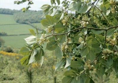 Mapping the distribution and diversity of UK elm