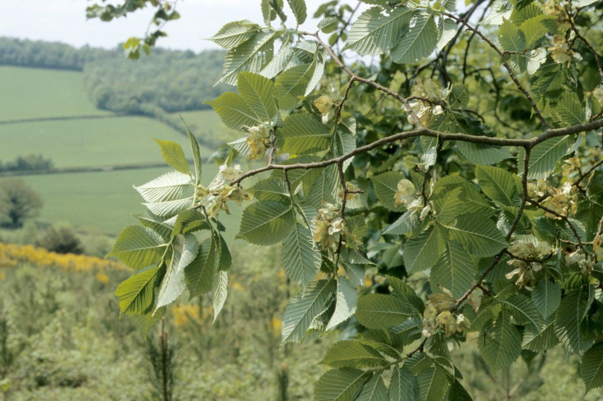 Leaves and seeds of a wych elm with a landscape in the distance