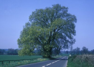 Mapping attitudes and cultural connections to lost tree species and their restoration