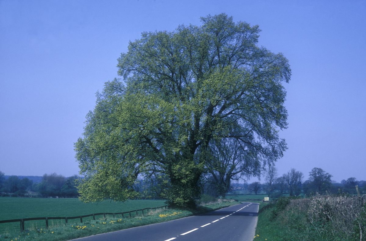 Picture of a healthy elm tree with a large canopy alongside a road in the countryside
