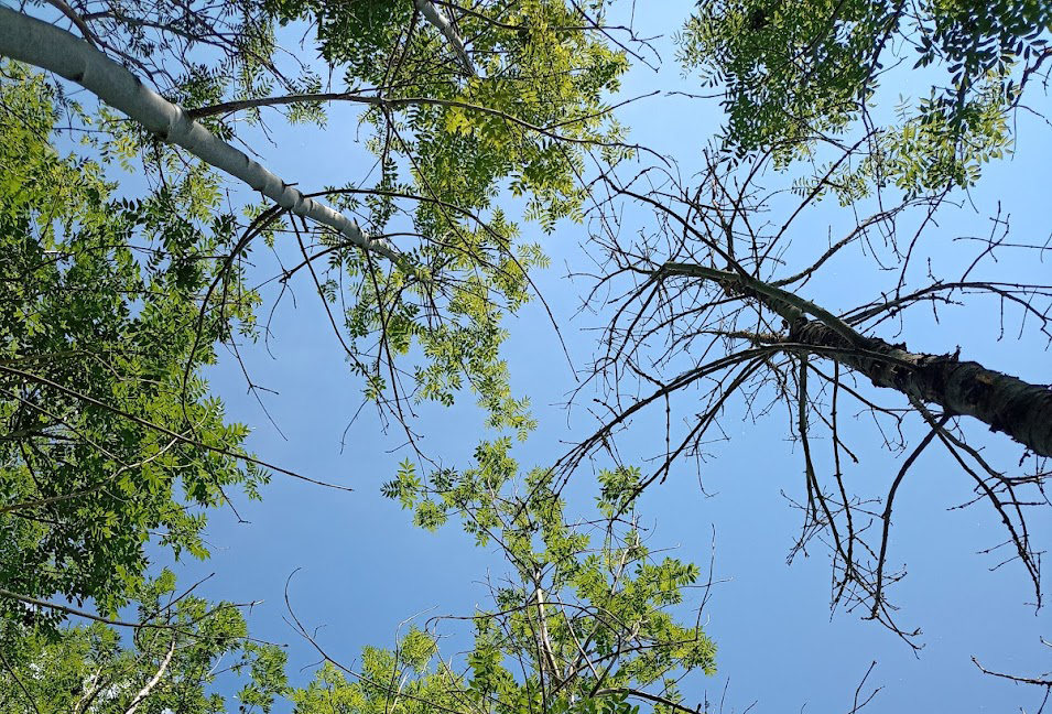 Looking up and seeing the tops of the trees