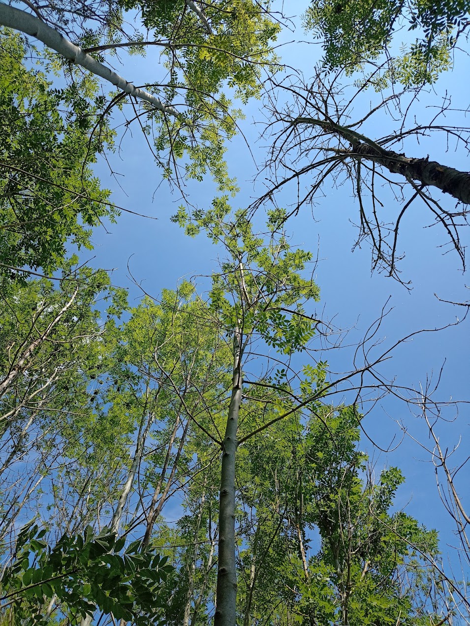 Ash trees
