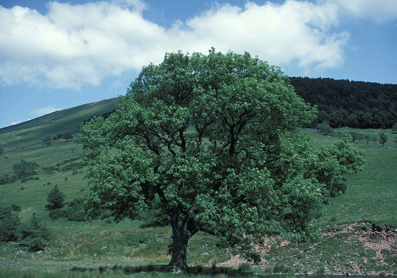 A healthy mature ash tree