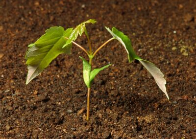 Predicting risk to non-native tree species from potential threats in the UK