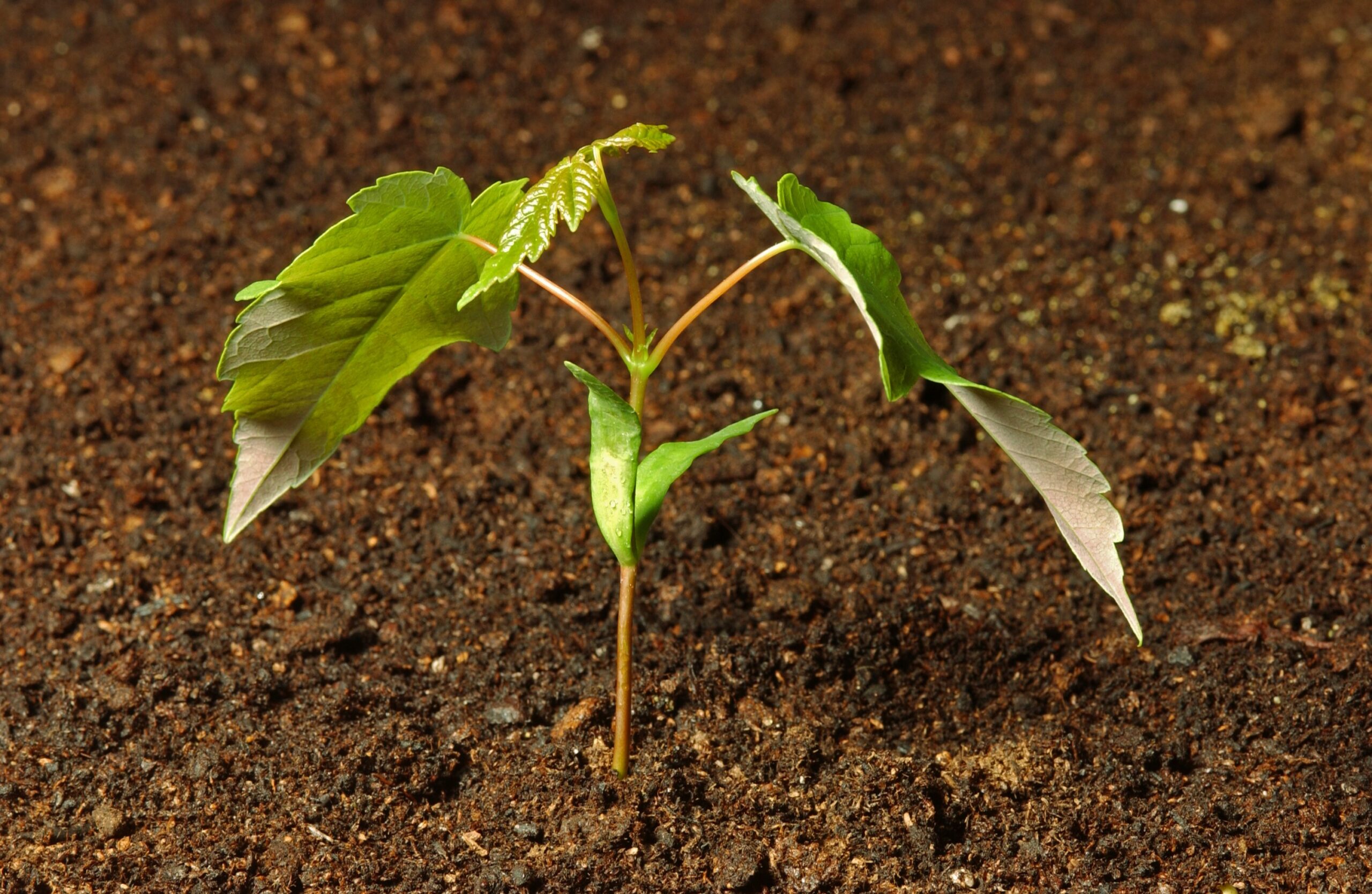 Acer pseudoplatanus seedlings © CC FR George Gate Young sycamore (Acer pseudoplatanus) tree seedling emerging from dark brown soil, with a thin stem and several bright green leaves unfolding. The close-up image focuses on new growth against a blurred soil background, highlighting early plant development.