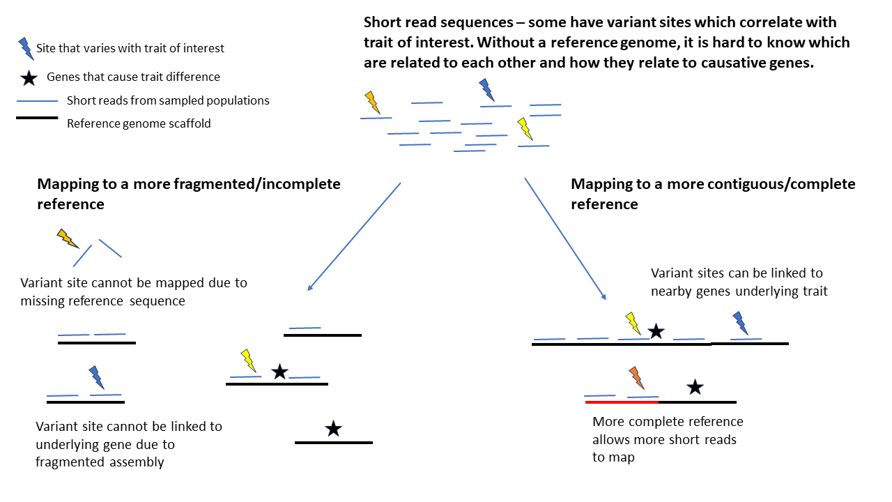 A diagram that demonstrates the differences between fragmented and more complete reference genomes. Short fragments versus longer reference pieces allow more of the short reads to map.