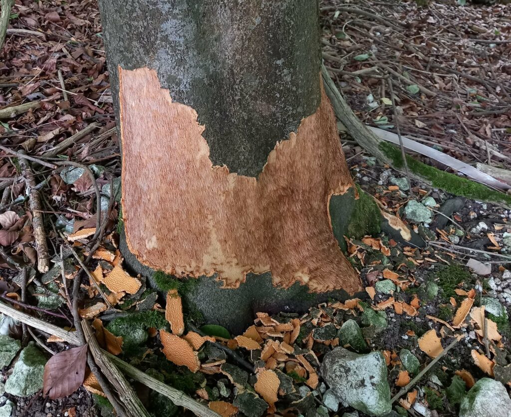Close-up of a tree trunk with significant bark damage near its base, exposing a large area of smooth, light brown inner wood. Pieces of stripped bark are scattered on the ground around the tree, along with rocks, fallen leaves, and twigs. The surrounding area is a forest floor covered in leaf litter and branches.