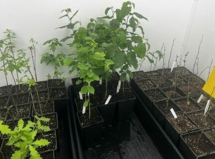 Saplings of different tree species in pots on the floor. Each pot has a label.