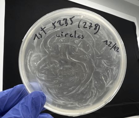 A lab-gloved hand holding a round petrie dish containing circular swirls of growing bacteria.